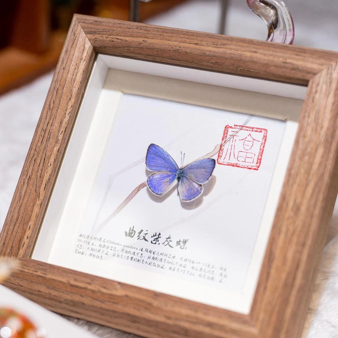 曲纹紫灰真实蝴蝶标本相框白色简约纯手工制作展翅罕见生日礼摆件
