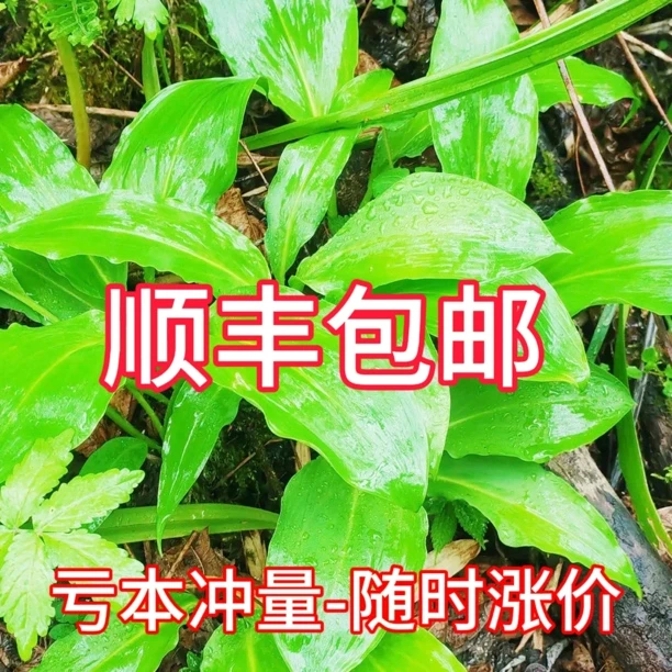 深山鹿耳韭2斤自然生长高海拔山葱韭菜煮汤炒天蒜韭香味顺丰包
