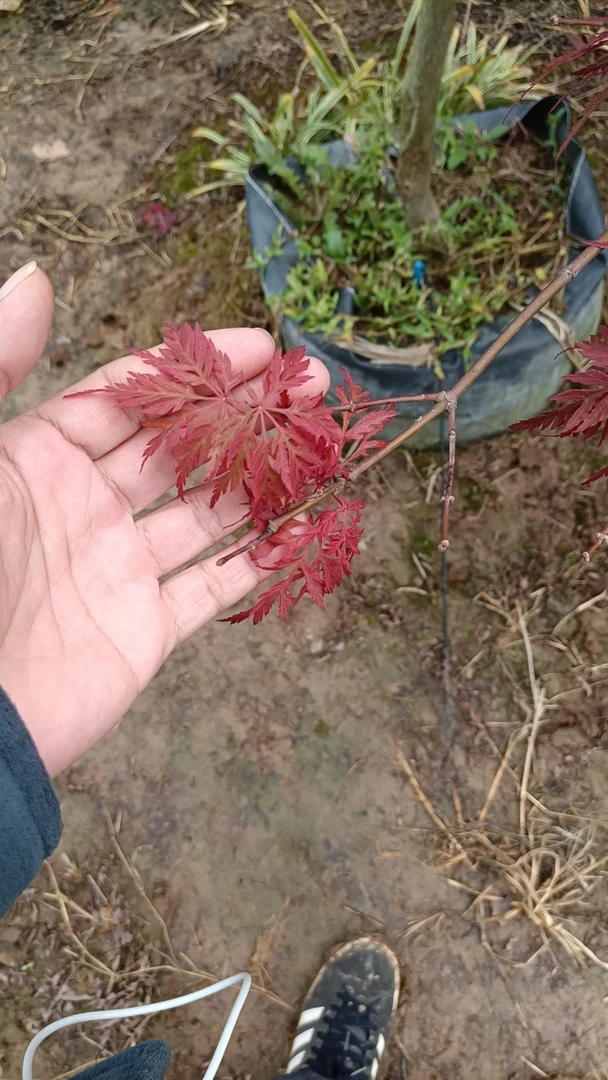 庭院枫树一物一拍