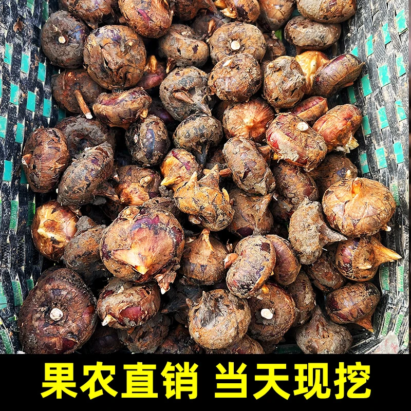 【马蹄宝宝果】鲜甜多汁湖北马蹄荸荠水果（不建议拍榨汁或者煮水）