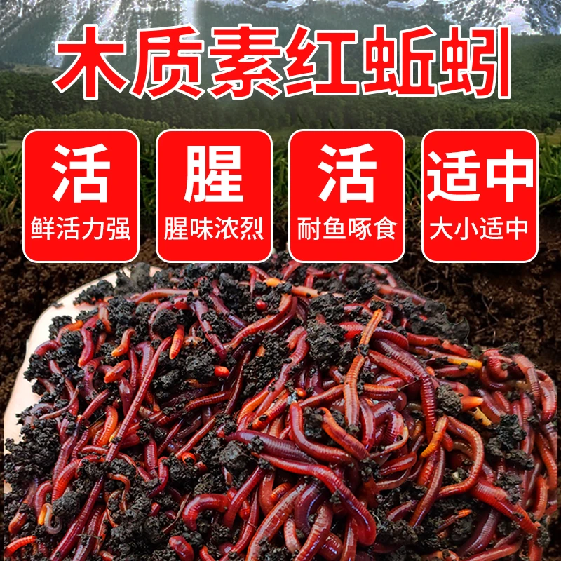 盒装蚯蚓活饵鲜活红虫垂钓鱼饵料野钓黑坑鱼料打窝料鲫鱼鲤鱼鱼食