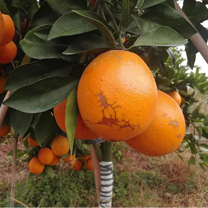 【花皮果】正宗赣南脐橙新鲜10斤装水果赣州源产地橙子