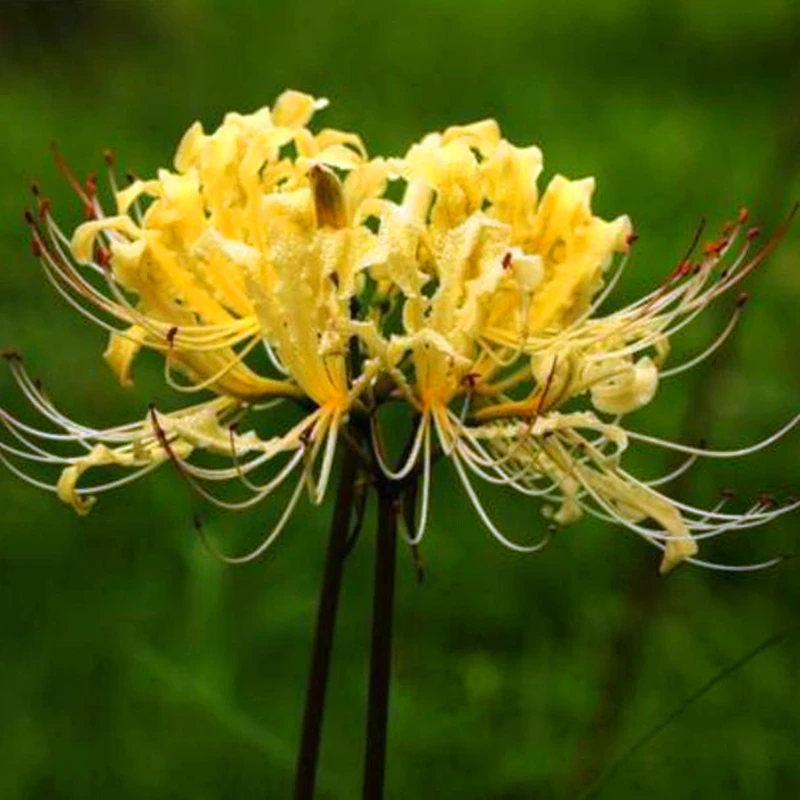 混色彼岸花种球曼珠沙华曼陀罗种子红花石蒜室外四季花卉耐寒耐阴