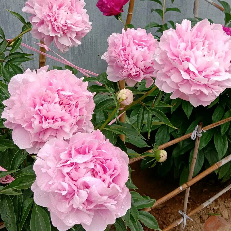 芍药球根花苗带芽种根重瓣盆栽阳台耐寒庭院植物易活室外四季栽植