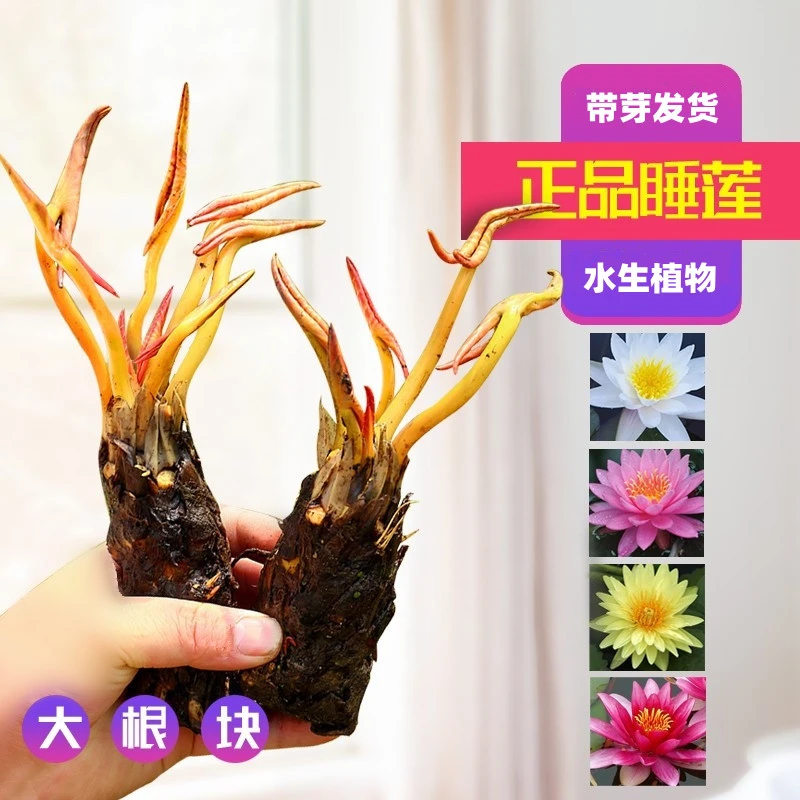 睡莲根块带芽水生水培植物花卉栽培池塘开花种植春季家里发货土壤
