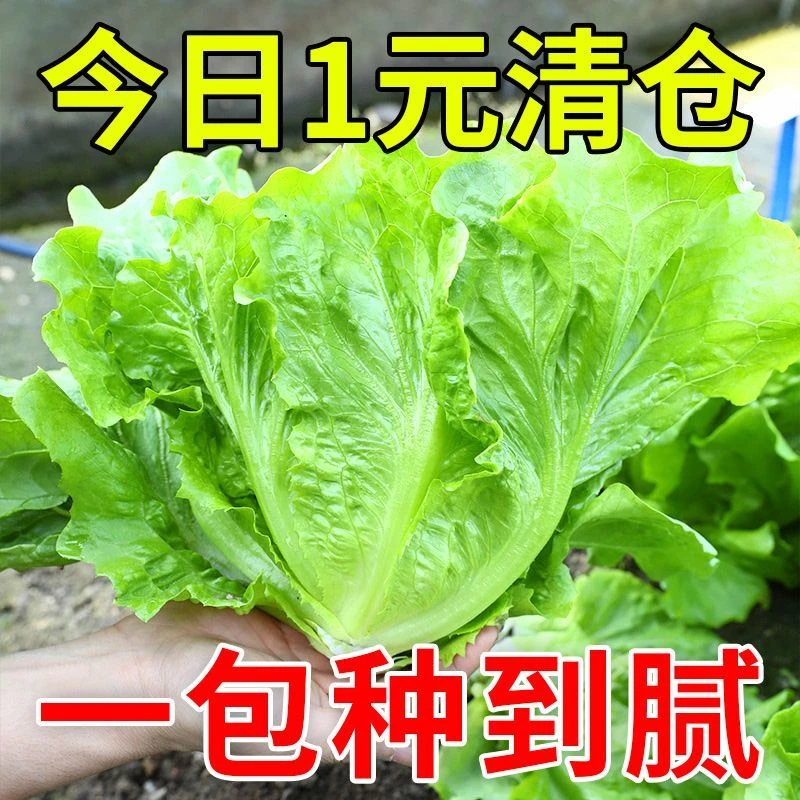 意大利生菜籽种子全年耐抽苔一年四季半结球菜籽菜种大全蔬菜种子