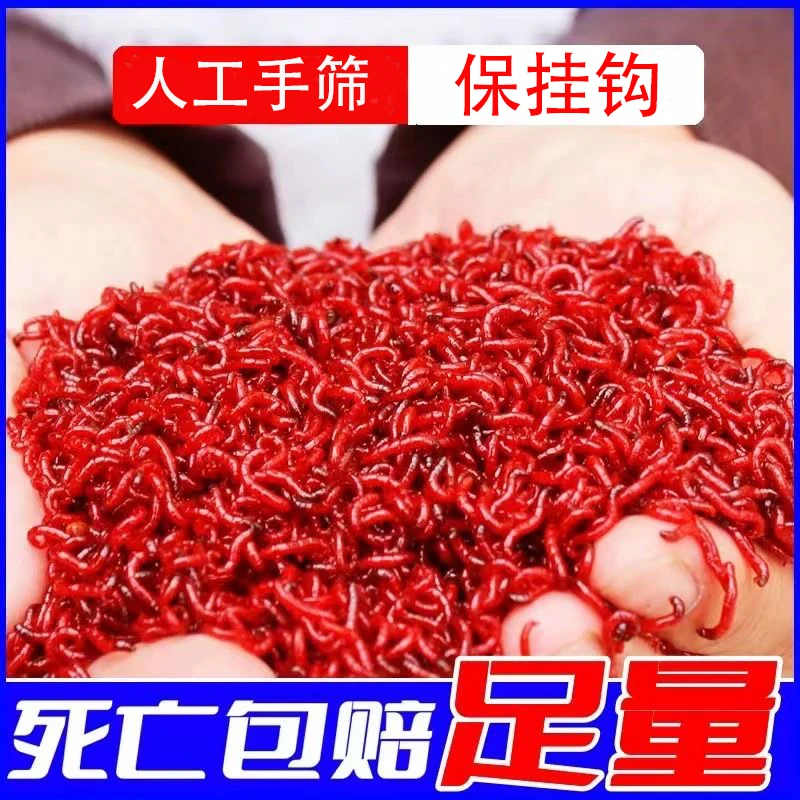 天津新鲜红虫野钓钓鱼拉饵专用包邮