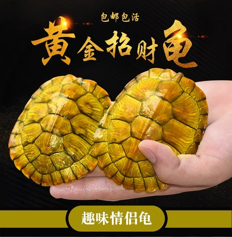 招财黄金龟巴西龟适合家养小乌龟乌龟活物活体观赏宠物龟苗大乌龟