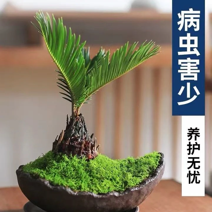 正宗苏铁铁树盆栽小苗盆景室内外耐寒耐旱植物造景景观好养绿植