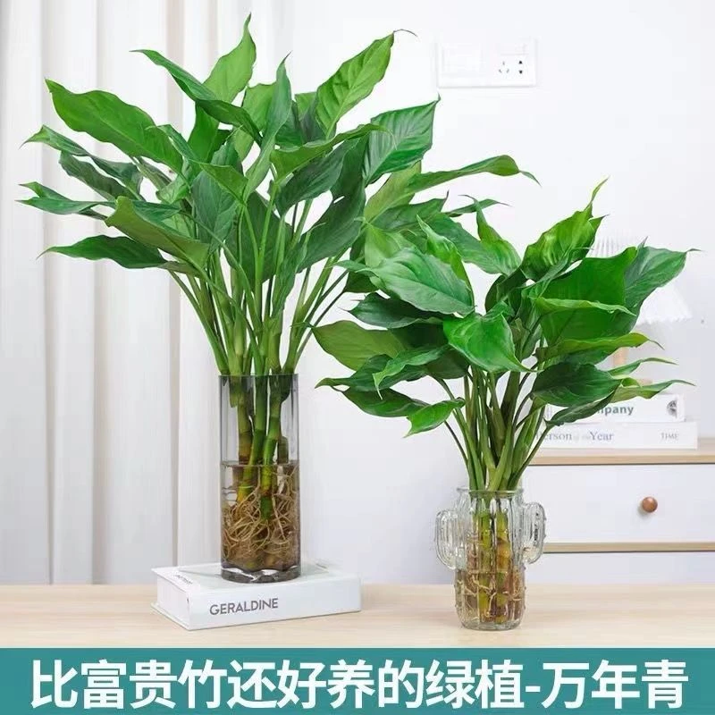 水培万年青盆栽绿萝客厅观叶四季常青富贵竹净化空气办公室桌面花