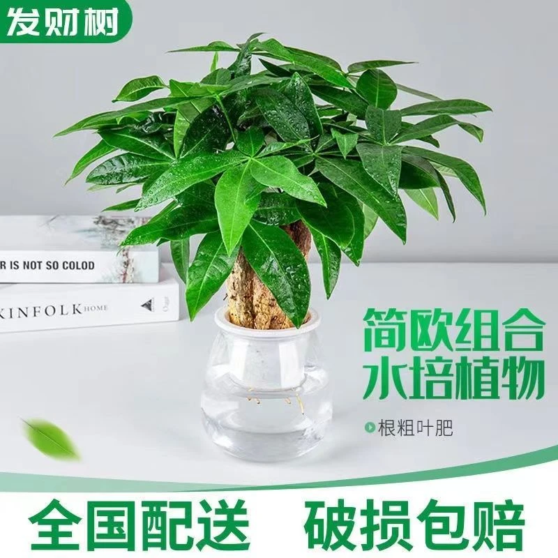 发财树水养水培盆栽室内好养绿植办公室植物桌面小盆景吸甲醛懒人