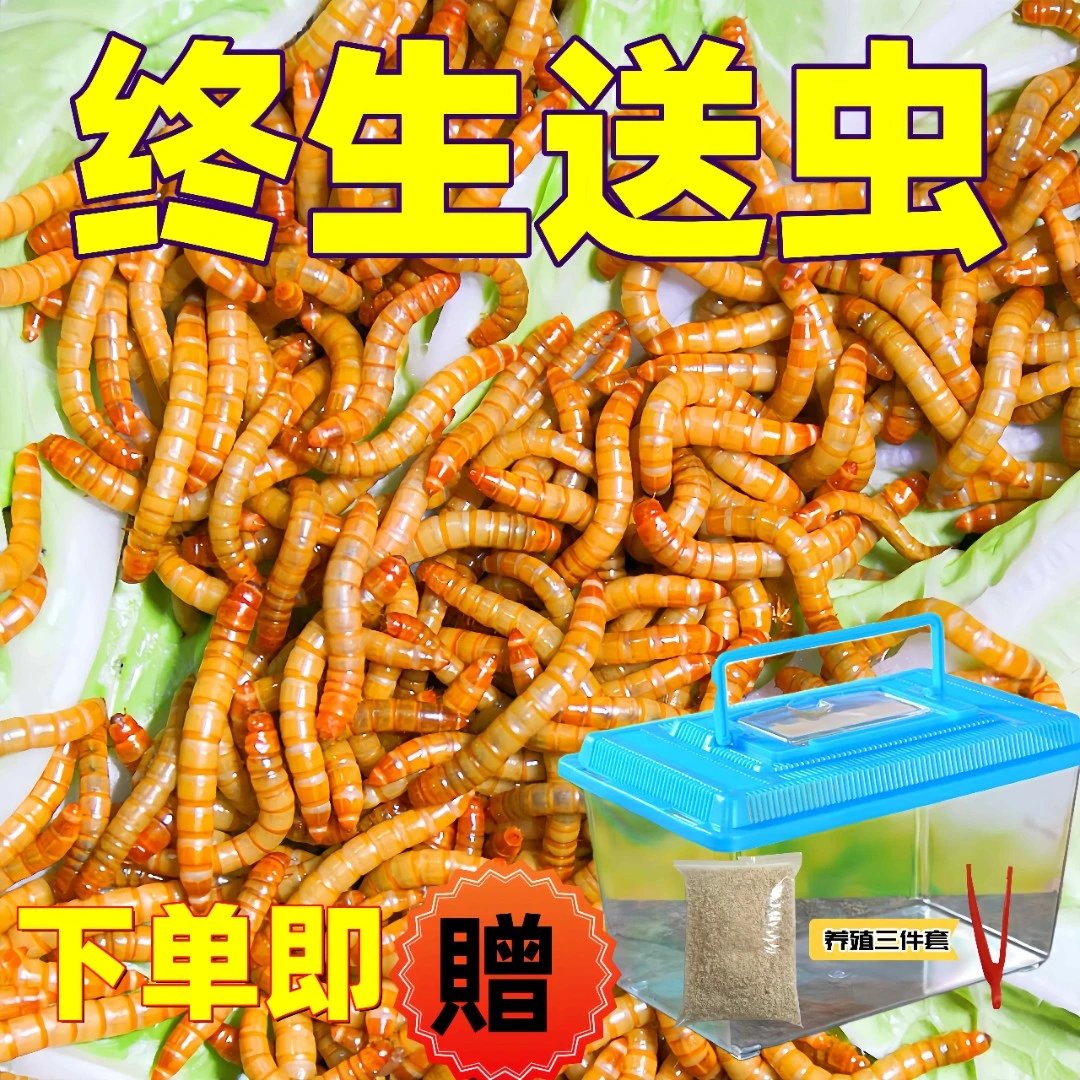 【贈养殖盒】面包虫活虫黄粉虫活虫幼虫子金龙鱼蝎子乌龟养殖盒