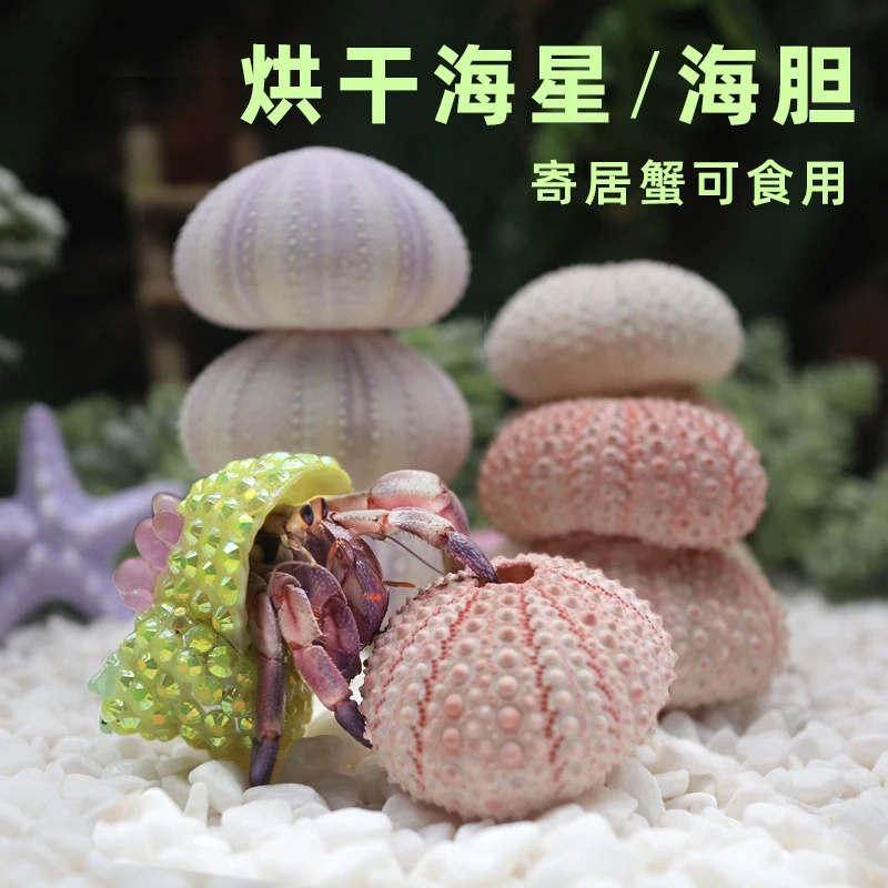 【养宠装备】寄居蟹海星海胆造景装饰摆件
