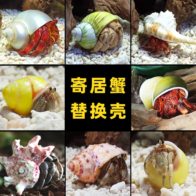 「超萌好物」【寄居蟹替换壳】房子大号小号天然贝壳海螺壳造景备用壳