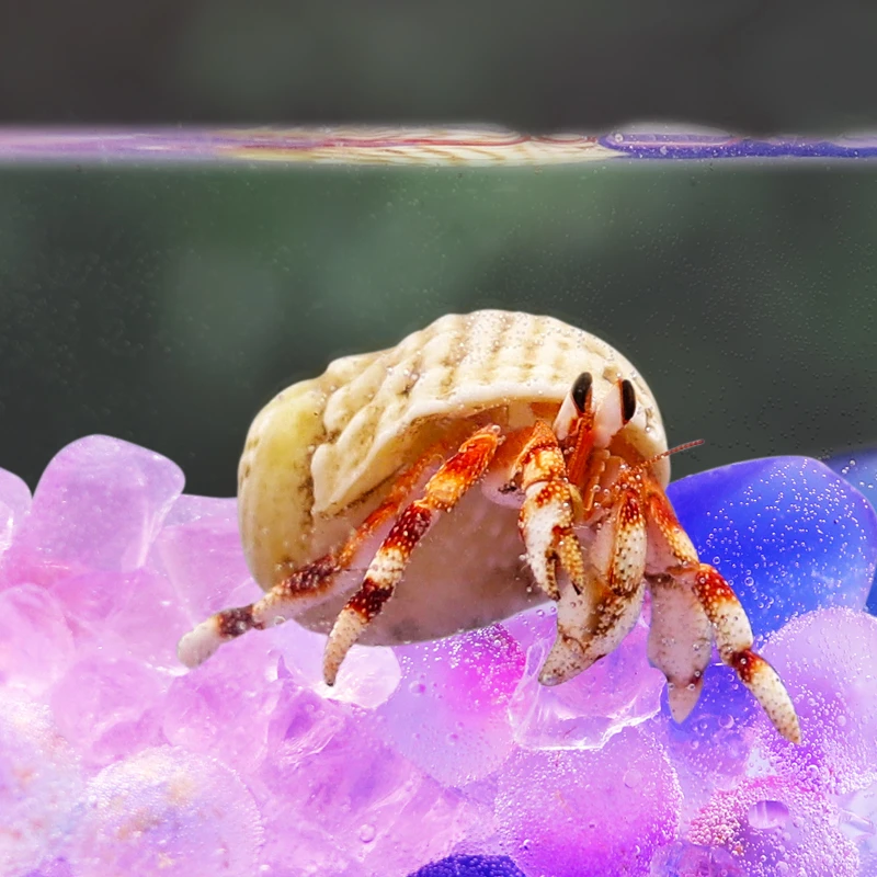 寄居蟹水盆垫脚石～防溺水装饰石头鹅卵石彩块梦幻渐变粉色