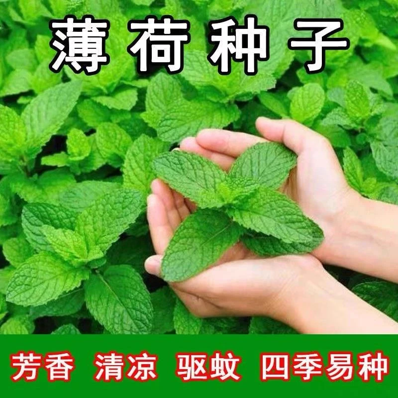 【买2送1】正宗薄荷种子 可食用薄荷种子 四季阳台盆栽香水薄荷驱蚊
