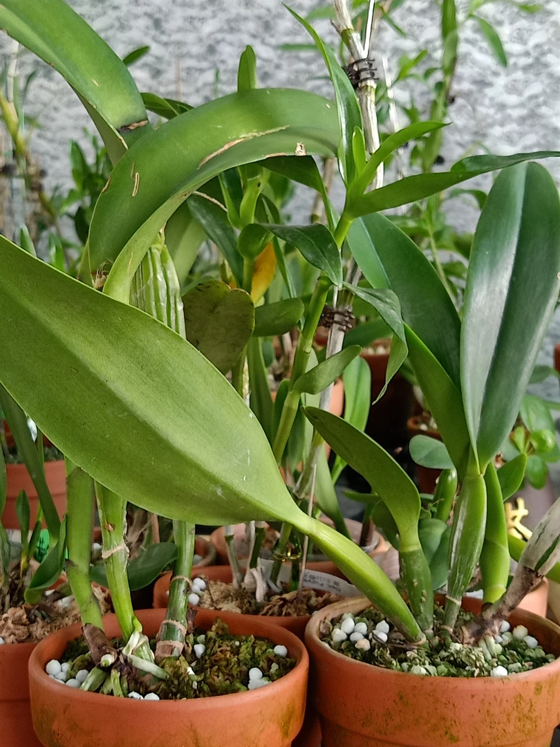 卡特兰 兰花(一物一拍)