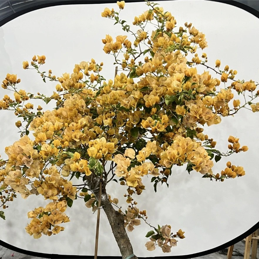 /三角梅/一物一拍 庭院别墅 绿植花卉粉色净化春季美观夏季白色