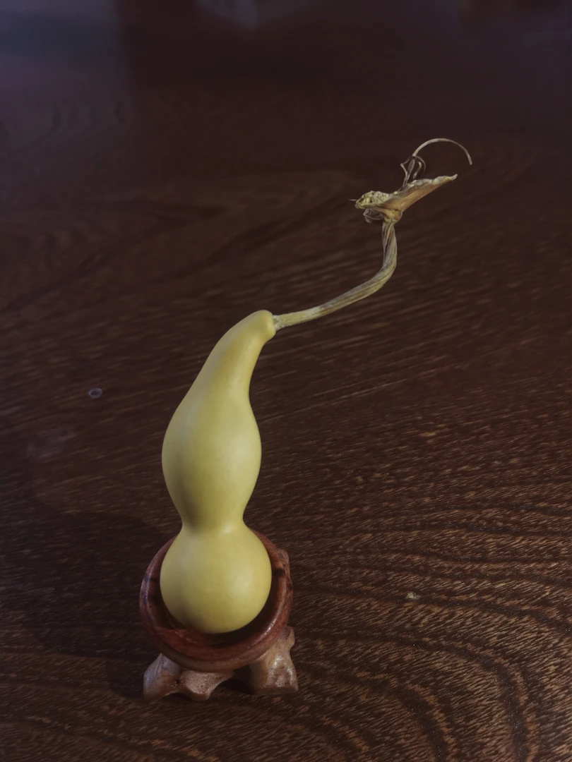 本捻葫芦，随机发货，想要完美者慎拍！