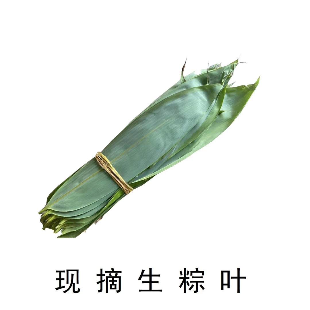 【生粽叶抽真空】新鲜箬竹叶大粽叶50片100片现摘箬叶包邮小号500克