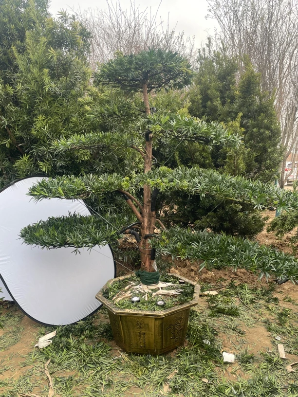 罗汉松精品造型一物一拍，现做现拍，适合庭院别墅门头鱼池假山