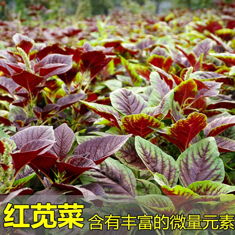 红苋菜种子春夏新鲜青菜种籽野菜四季盆栽阳台蔬菜种子汉菜种播种