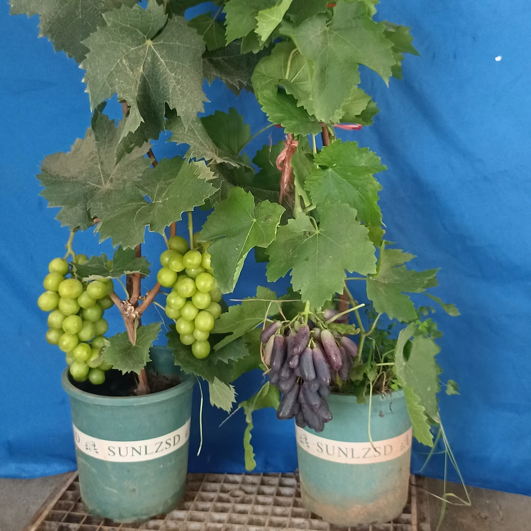 【一物一拍】果树苗绿植南北方种植