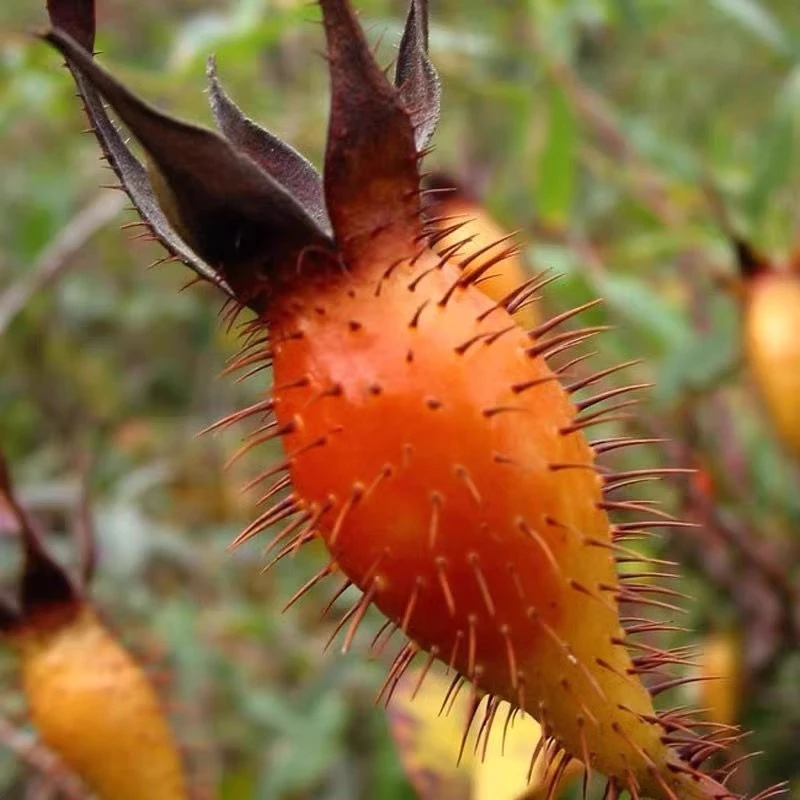 【小雨专属】金樱子果干