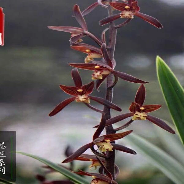 【金华山】浓香型墨兰室内盆栽绿植好养易活
