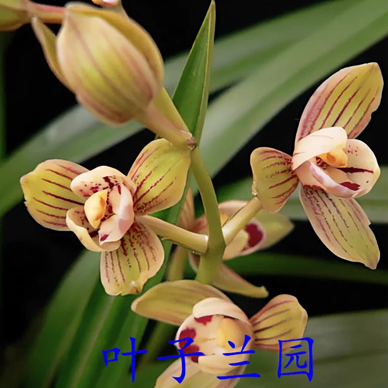 【金荷】浓香型建兰花卉绿植办公室阳台易开花易养活发货种植