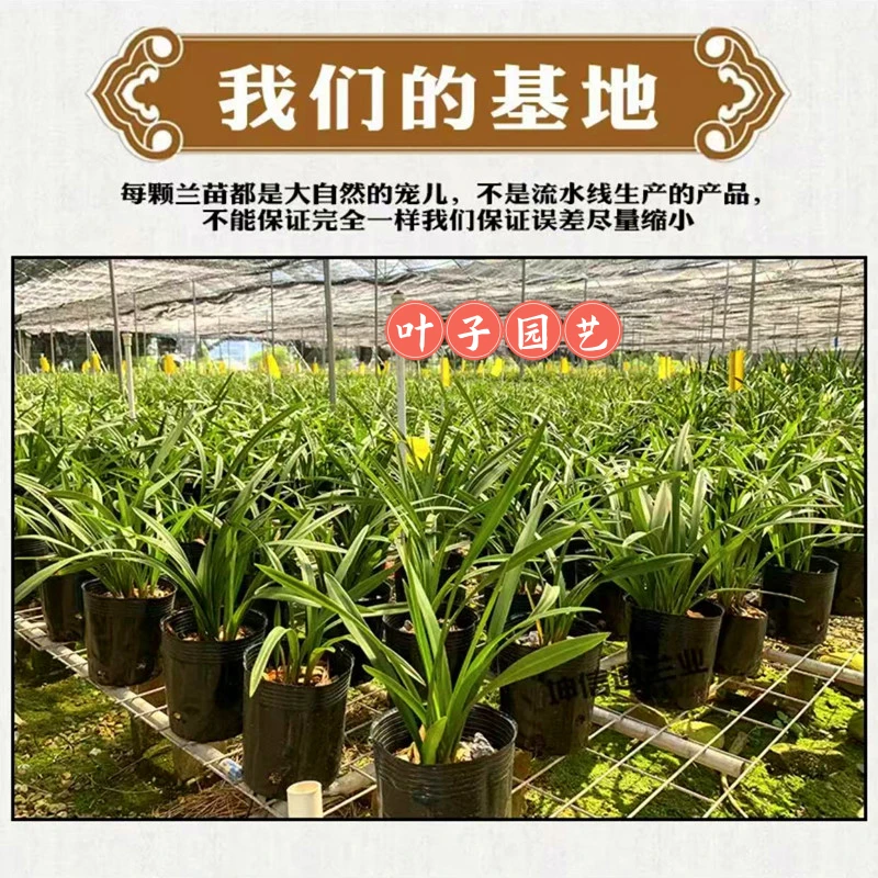 【叶子兰园精选专属】一物一拍链接1