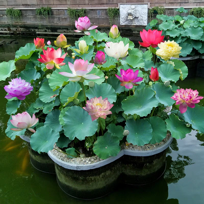 观赏荷花盆栽水养莲花藕种苗碗莲睡莲花卉种籽子水培池塘植物