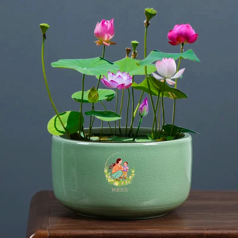 【四季开花】碗莲种四季开花水培水养绿植睡莲荷花无土盆栽花阳台