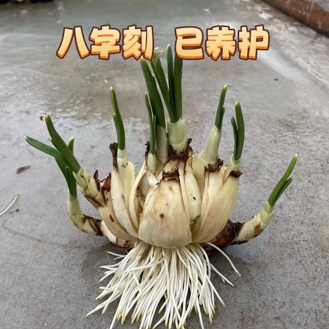 水仙花大球八字切已养护做好矮化养出根养出芽水培