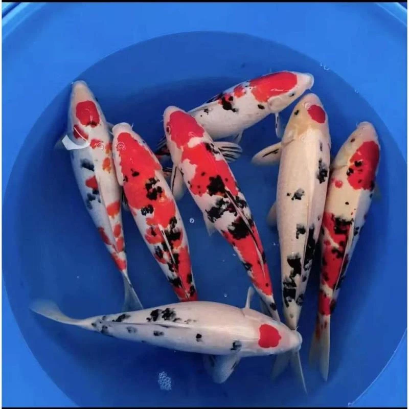 红白三色昭和菲写芥子好养活体发货耐活小鱼观赏鱼养殖饲养
