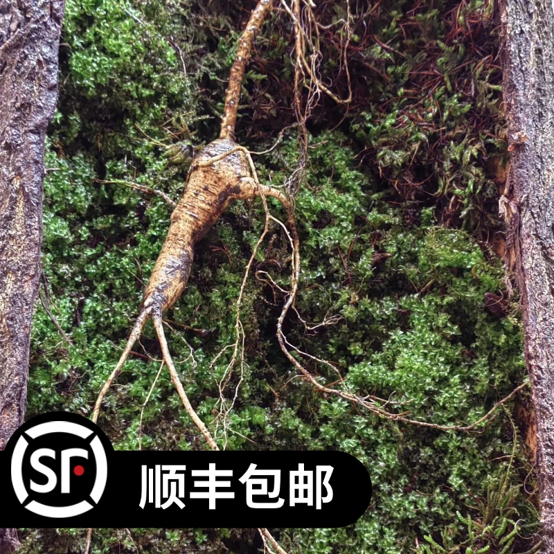2长白山原产地林下参 直播间选货链接