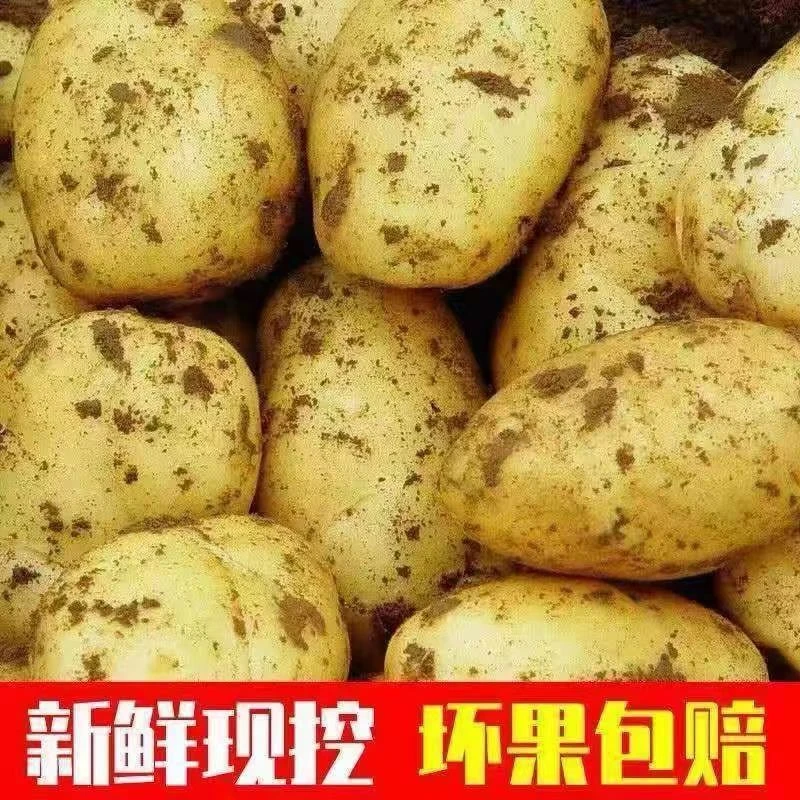 （坏果包赔）河南黄皮黄心土豆新鲜现挖当季蔬菜洋芋马铃薯5斤包邮