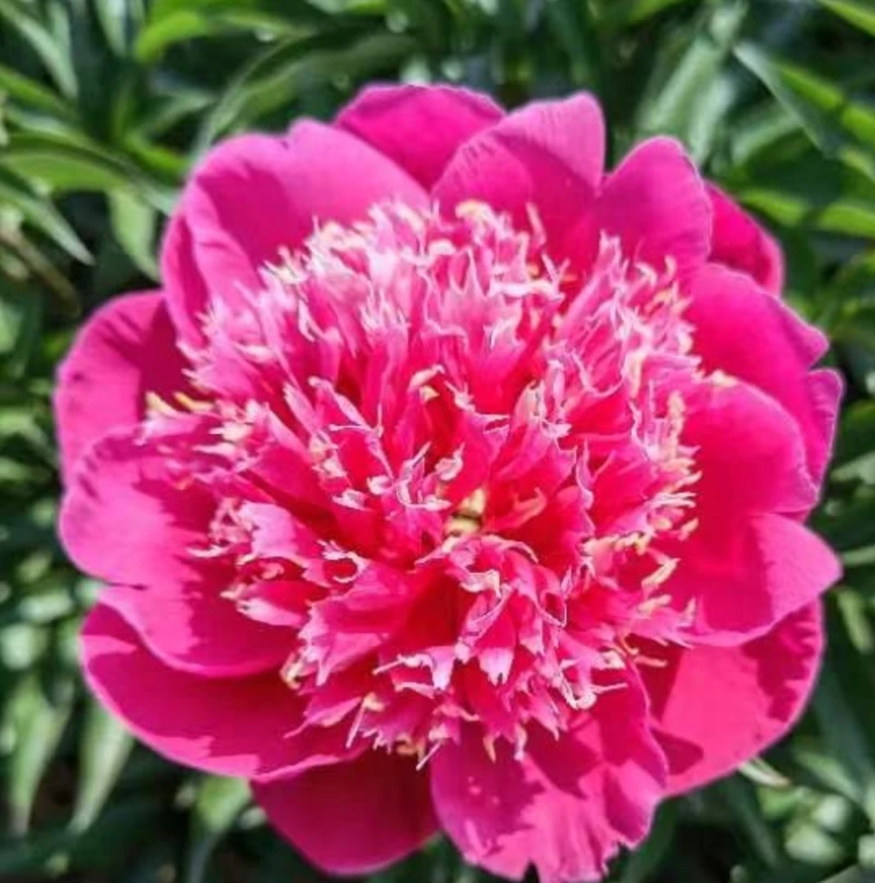 芍药金星烂漫，预售先发肥料秋季裸根发苗