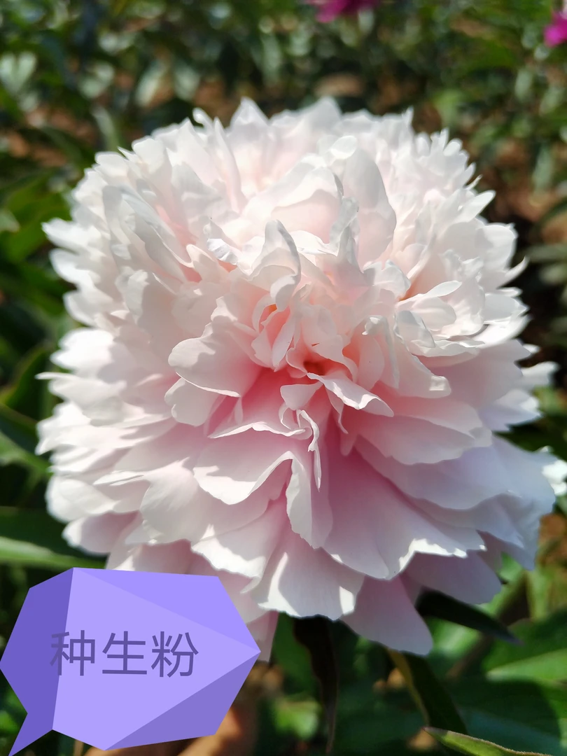 芍药花种生粉3年苗5-8芽，预售先发肥料秋季裸根发苗