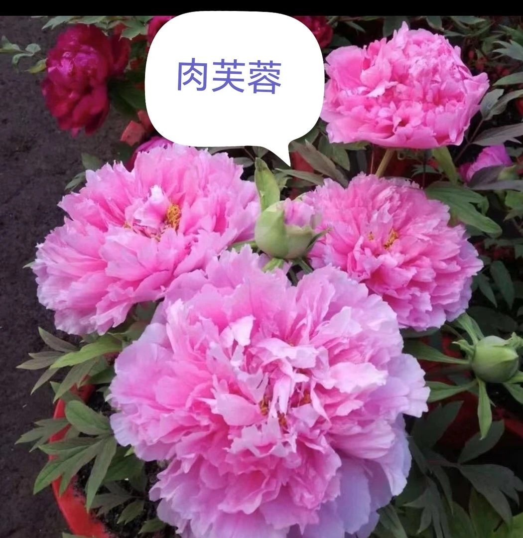 牡丹肉芙蓉，预售先发肥料秋季裸根发苗