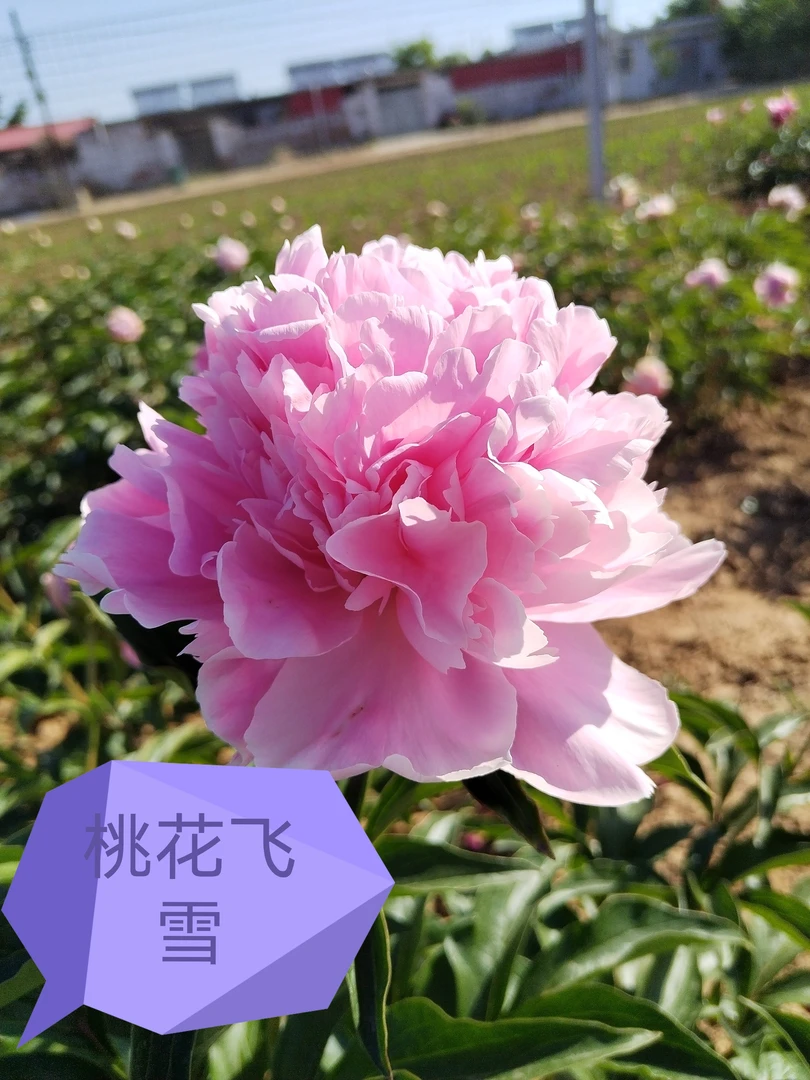 芍药花桃花飞雪3年苗5-8芽预售秋季裸根发苗