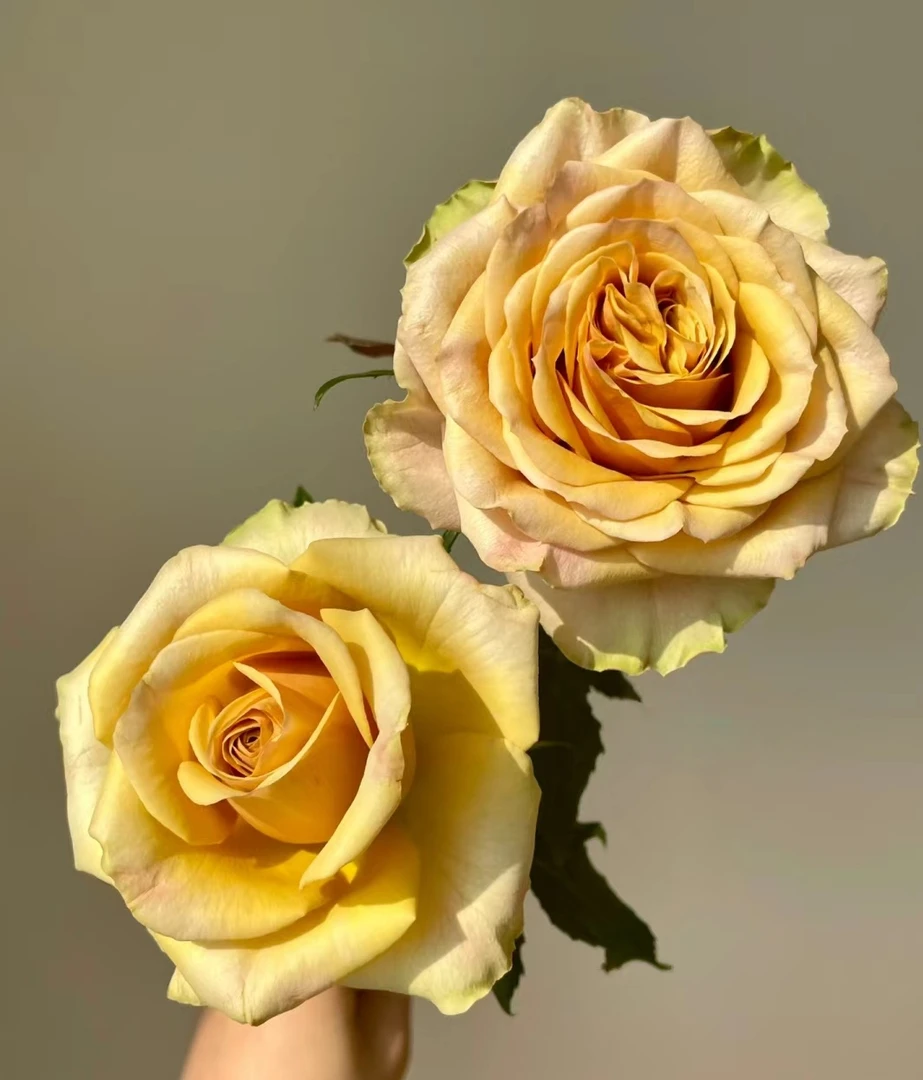 【松之梦】灌木月季花苗 复古色多季节重复开花品种