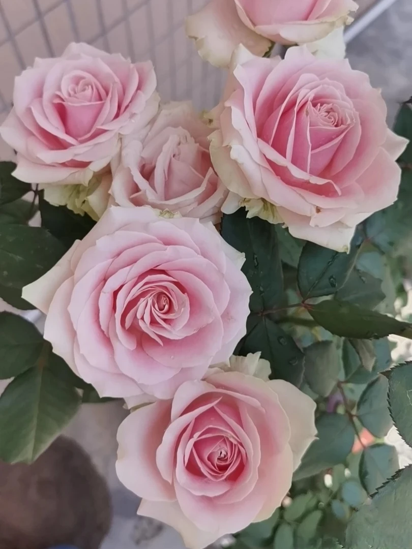 【粉红雪山】灌木月季  大花丰花勤花多头玫瑰