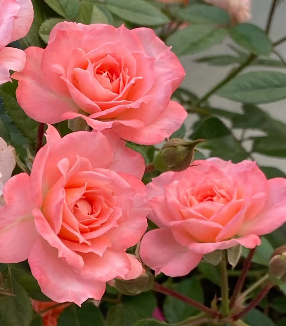 【三文鱼】灌木月季花苗  阳台微月多季节重复开花品种