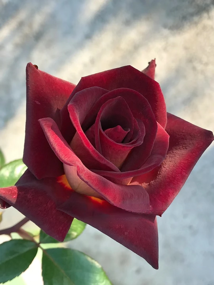 【骇客】灌木月季花苗  暗黑色切花玫瑰花苗花园阳台庭院