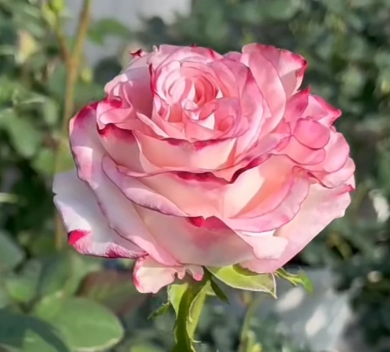 【可爱教主】灌木月季花苗    粉底白边切花多头耐热耐雨淋盆栽