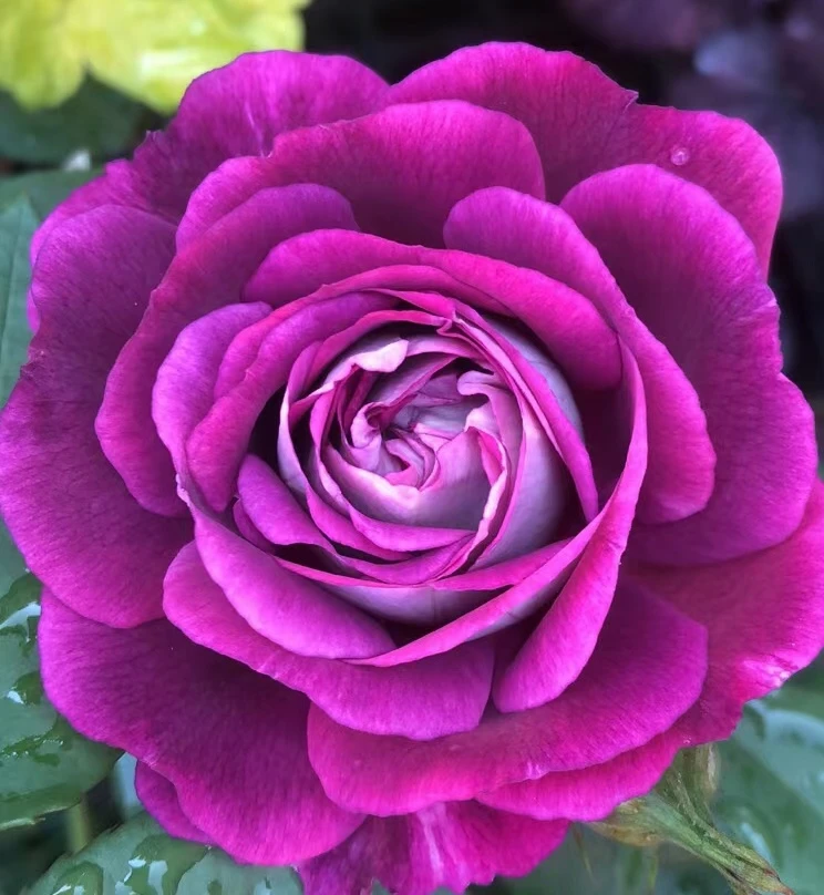 【合唱团】灌木月季花苗