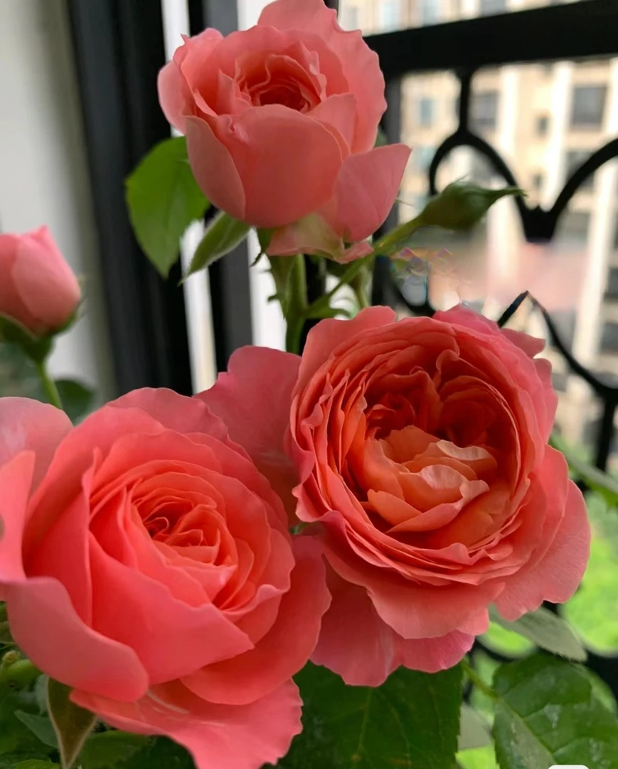 【草裙舞女】灌木月季花苗  橘粉色多季阳台微月盆栽地栽