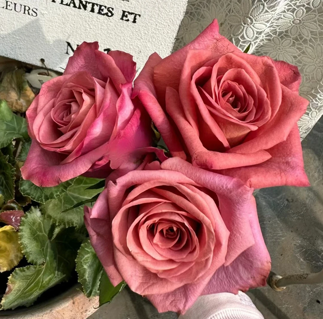 【咖啡师/调香师】 复古色切花月季