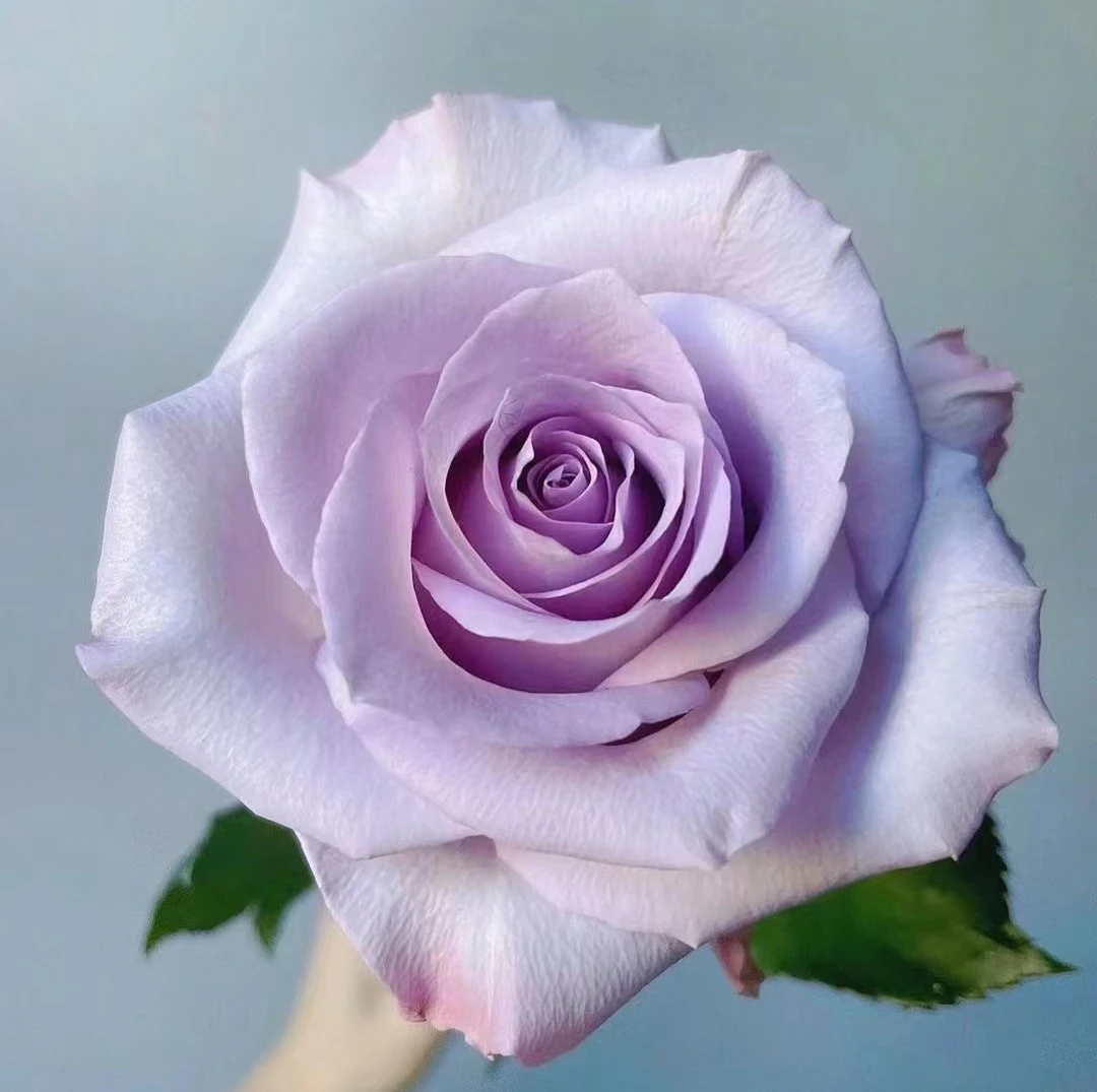 【海洋之歌】灌木月季花苗  蓝紫色切花月季花苗盆栽地栽